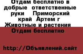 Отдам бесплатно в добрые, ответственные руки  - Приморский край, Артем г. Животные и растения » Отдам бесплатно   